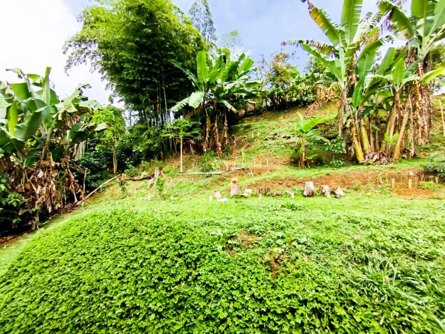 Fotografía 4 - Venta Hermosa Casa Capestre , Vereda Cedro Amagá, Antioquia 