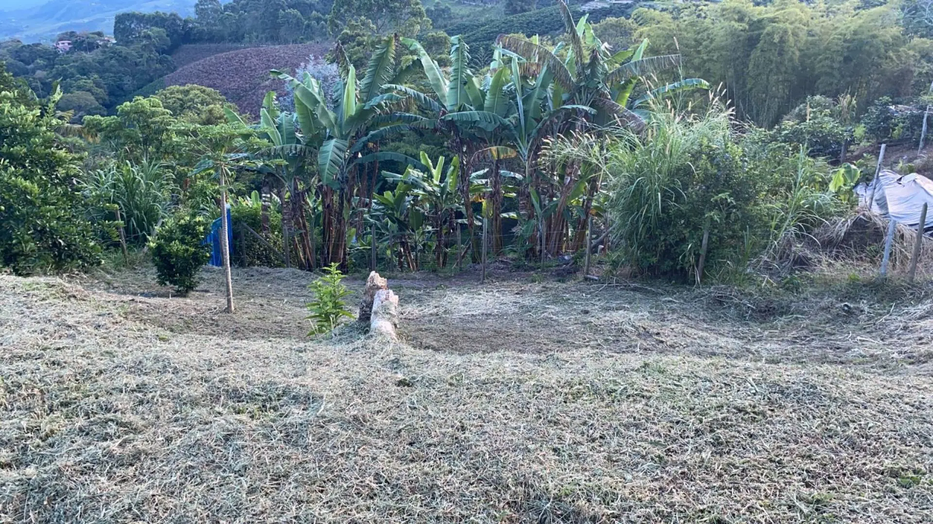 Fotografía 4 - Lote Uvital
